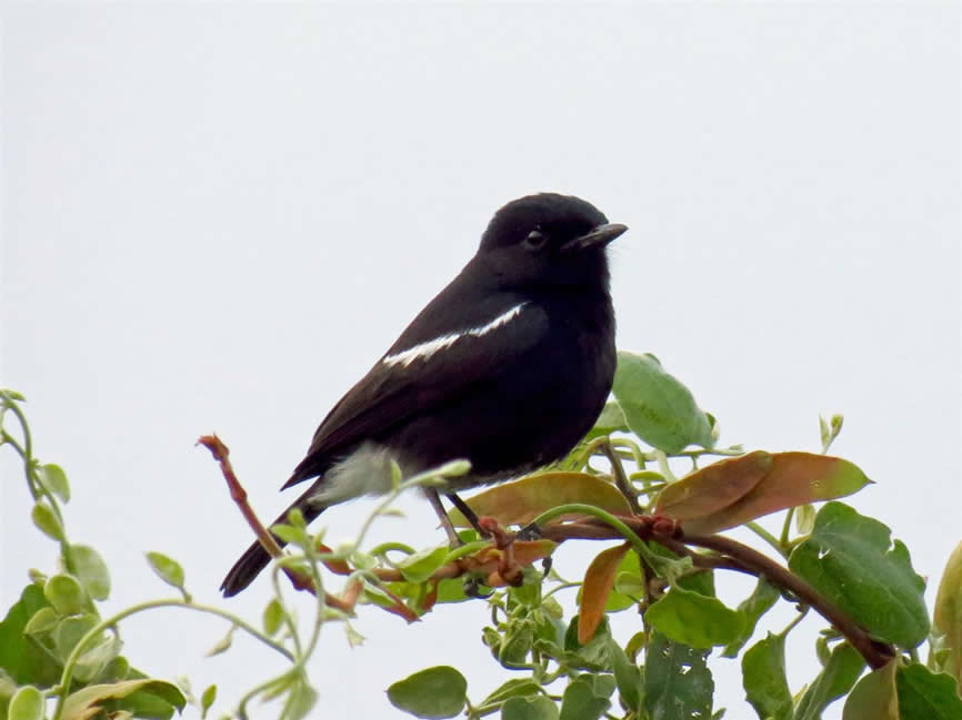 Indian bush chat